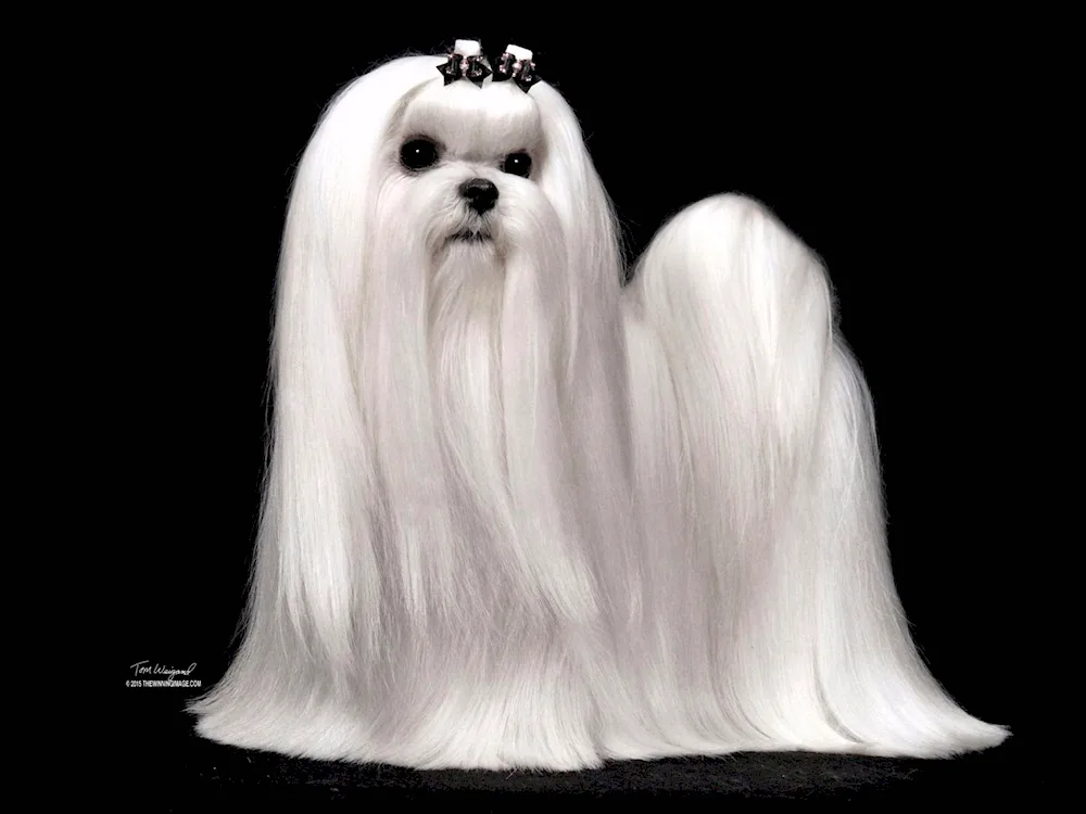 Chinese Crested Puffer