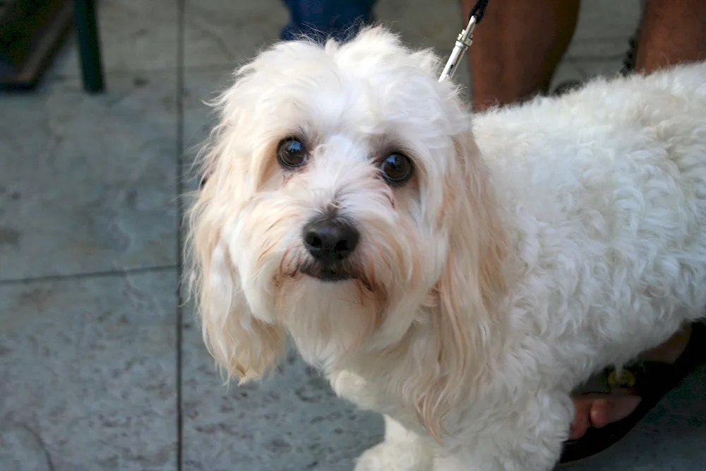 Maltese Bologna Terrier