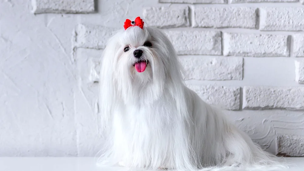 Maltese bobonka terrier