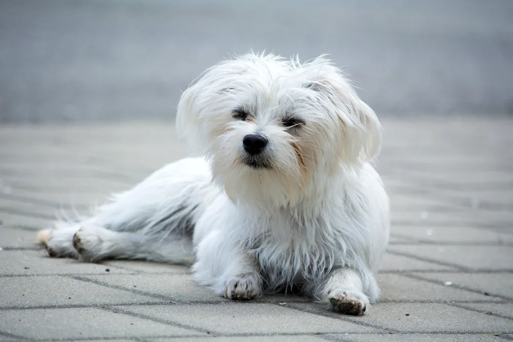 West Highland-White Terrier