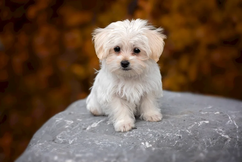 Maltese Bichon