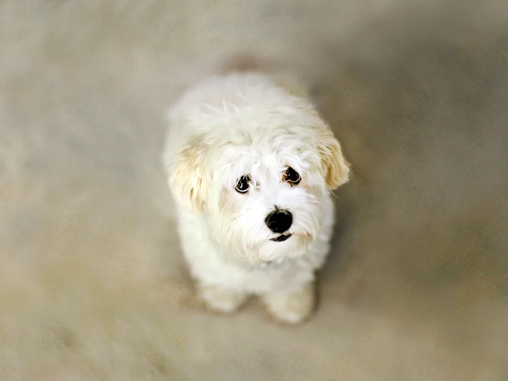 Maltese maltese maltese maltese maltese bichon havanese