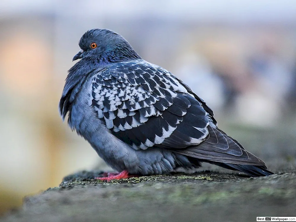 Black crested pigeon