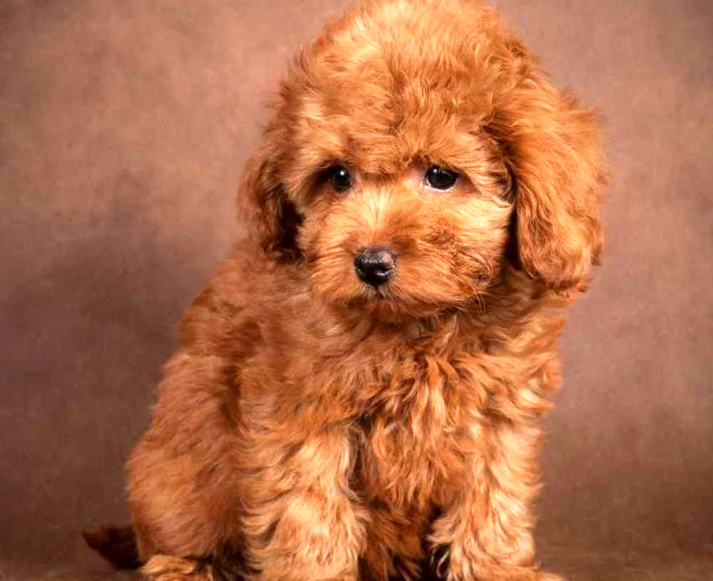 Teddy poodle Maltipoo