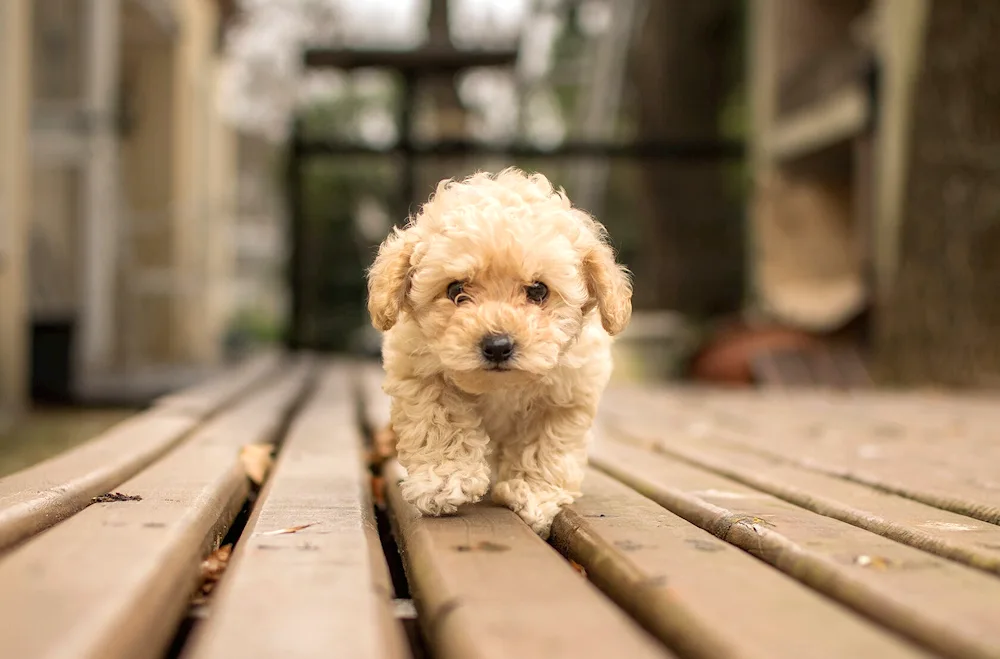 Maltipoo