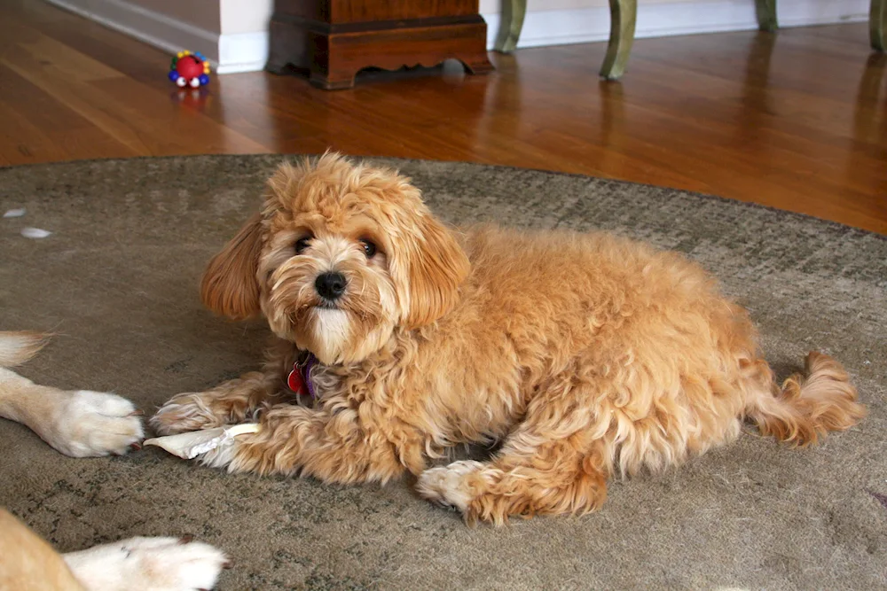 Maltipoo poodle