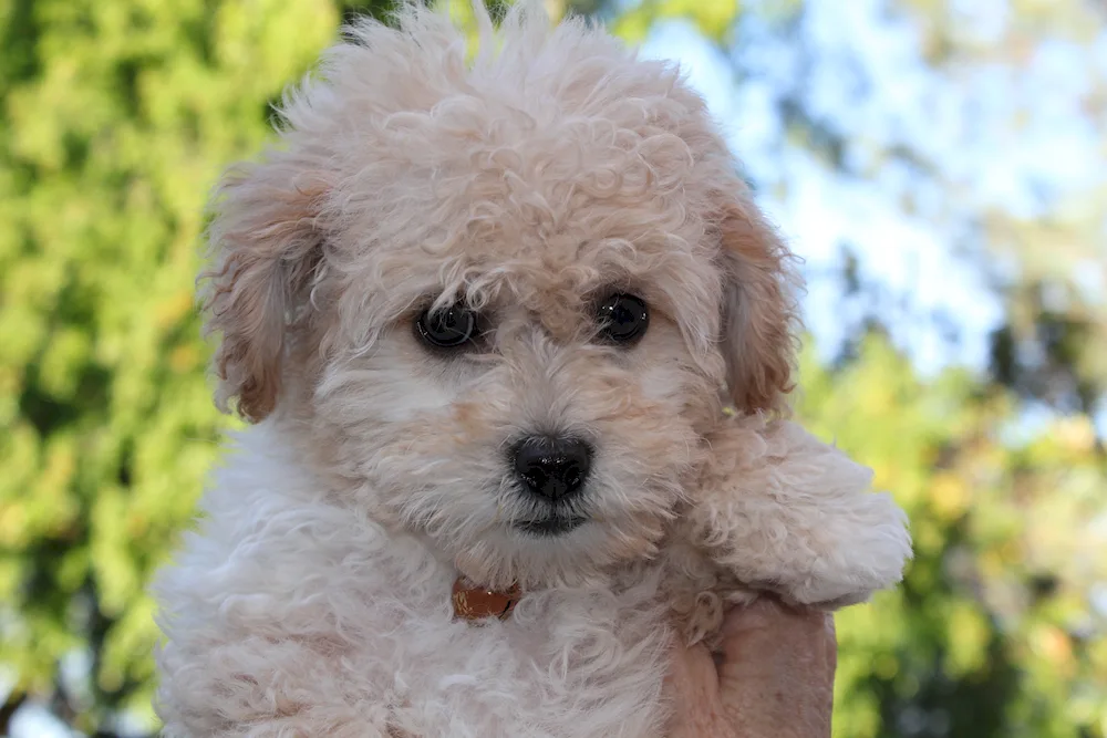 Maltipoo