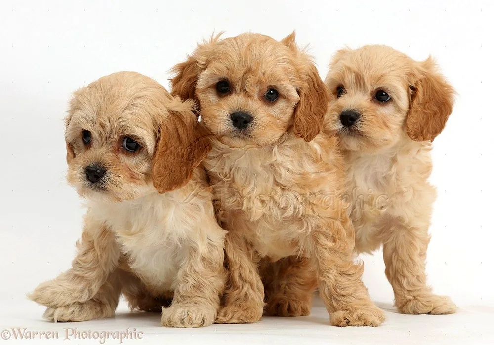 Maltipoo