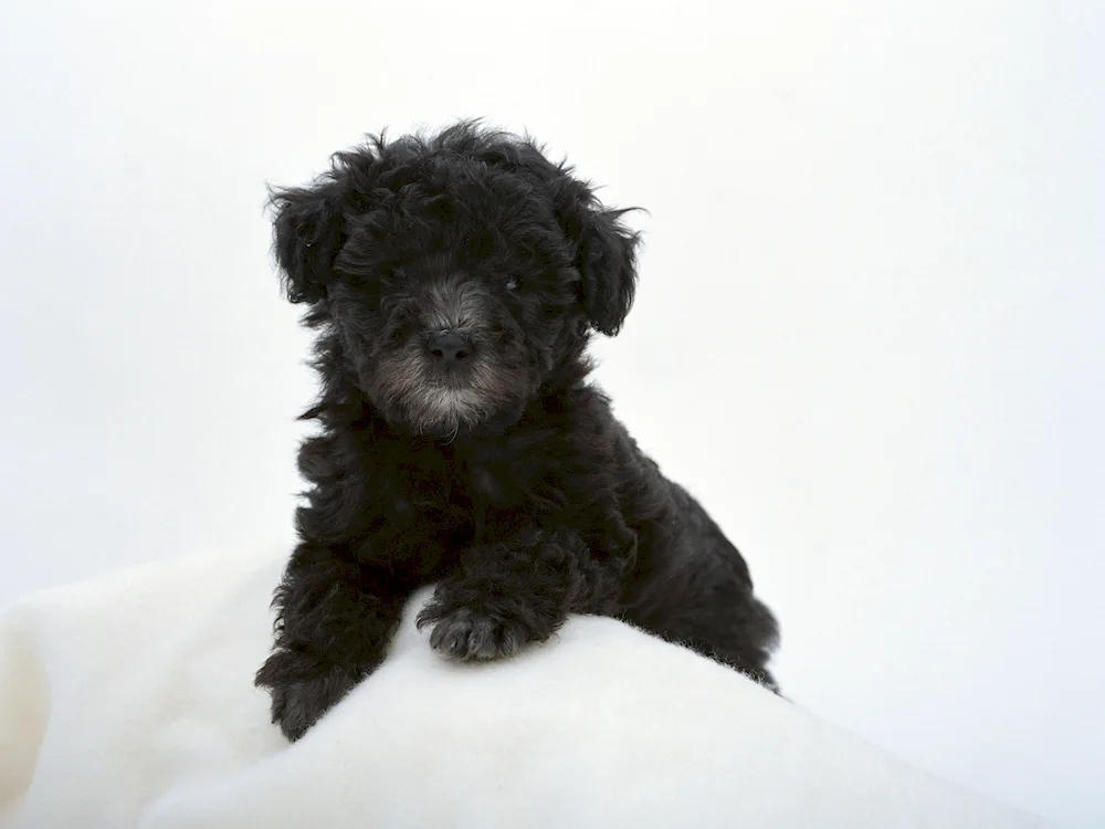 Maltipoo black puppy