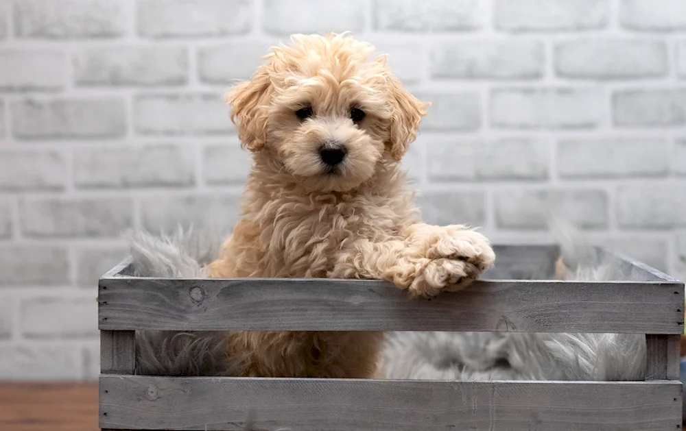 Teddy poodle Maltipoo