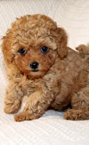 Maltipoo f2