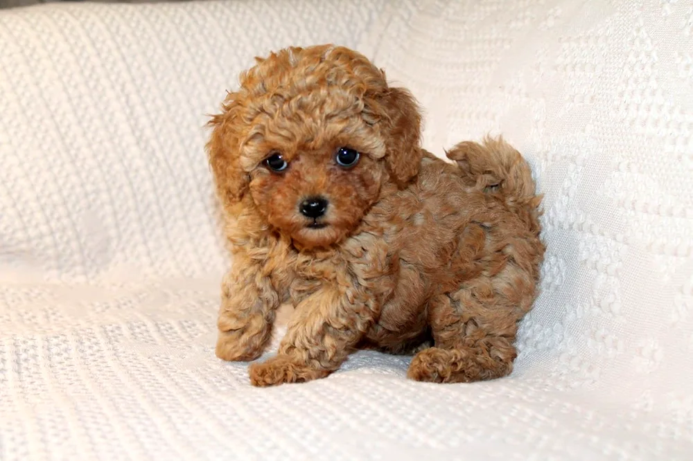 Maltipoo f2