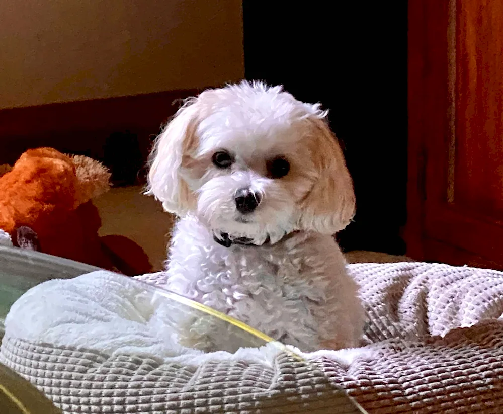 Dwarf Poodle Maltipoo