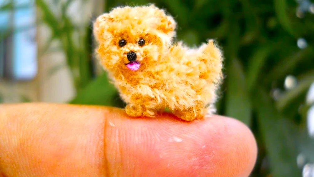 Pomeranian poodle