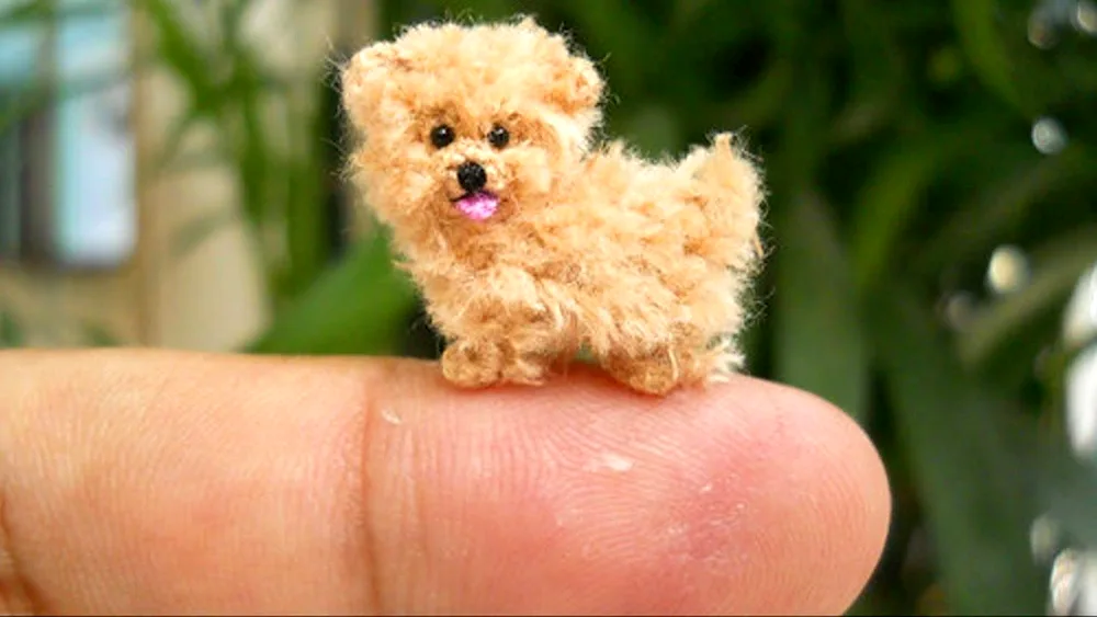 Pomeranian poodle