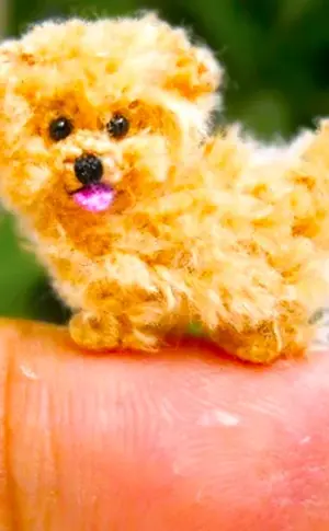 Maltipoo micro