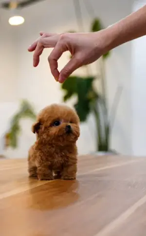 Maltipoo micro