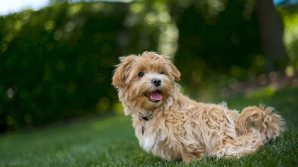 Maltipoo Teddy