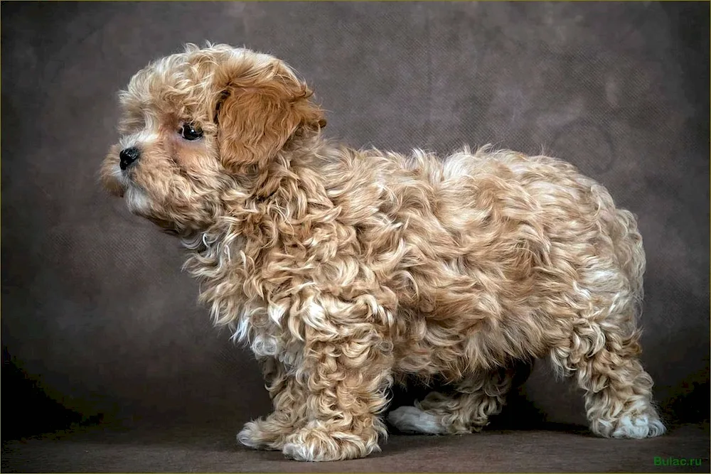 Maltipoo dog