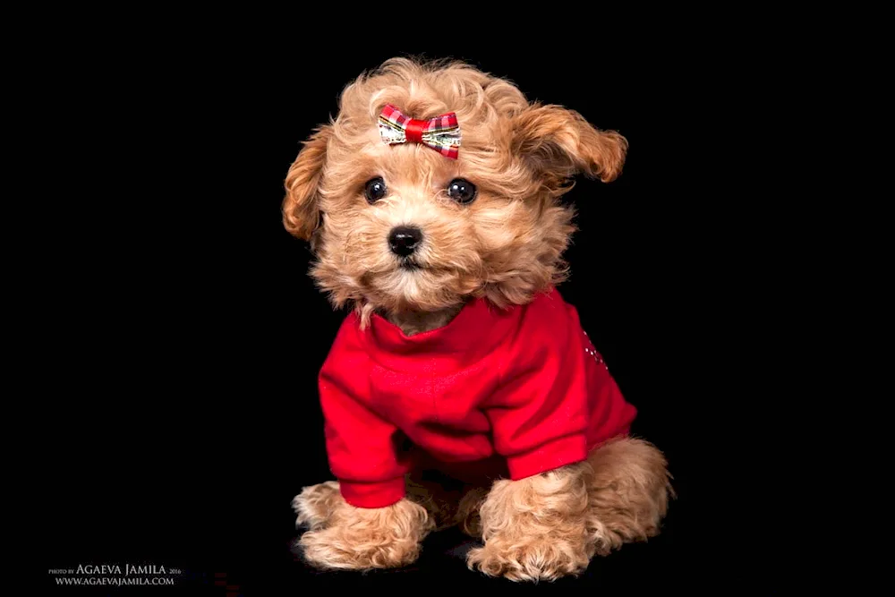 Designer dog breed Maltipoo