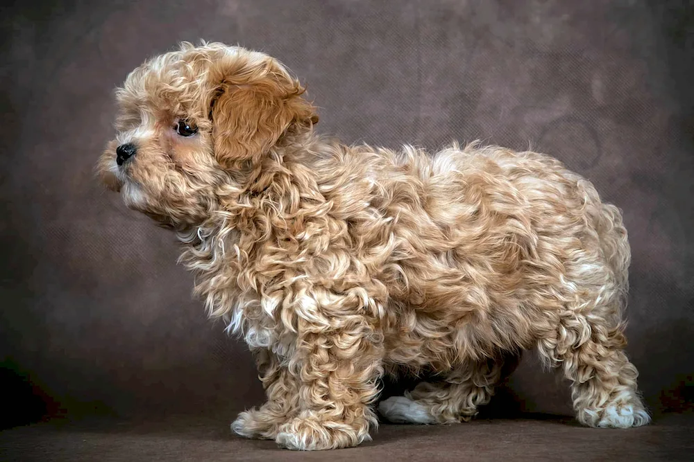 Teddy poodle maltipoo