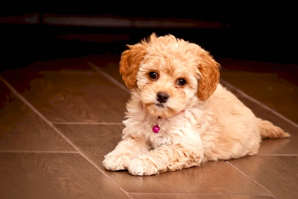 Maltipoo dog