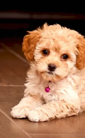 Maltipoo dog