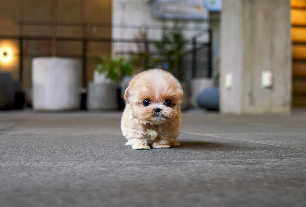 Micro Toy Poodle