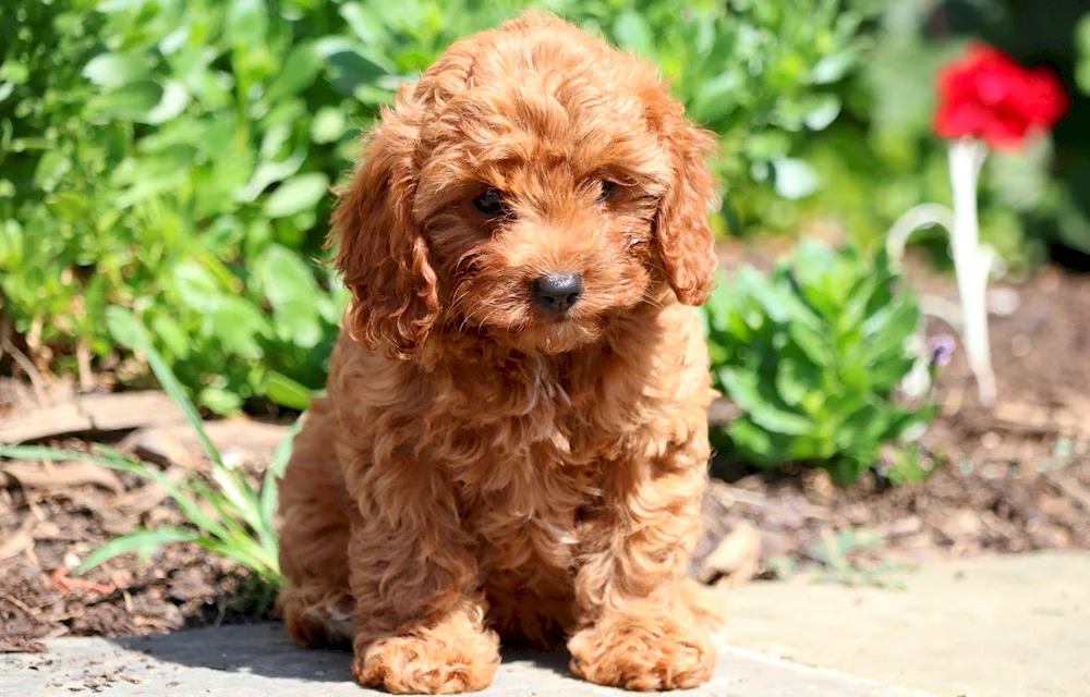 Maltipu spaniel