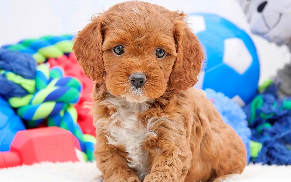 Maltipu spaniel