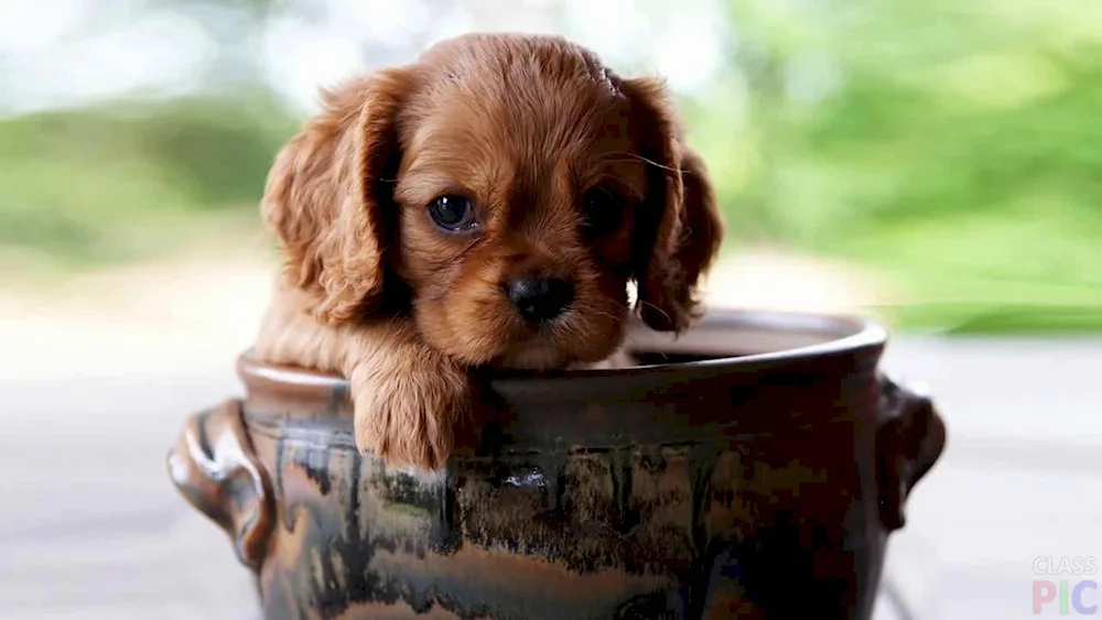Maltipoo Spaniel