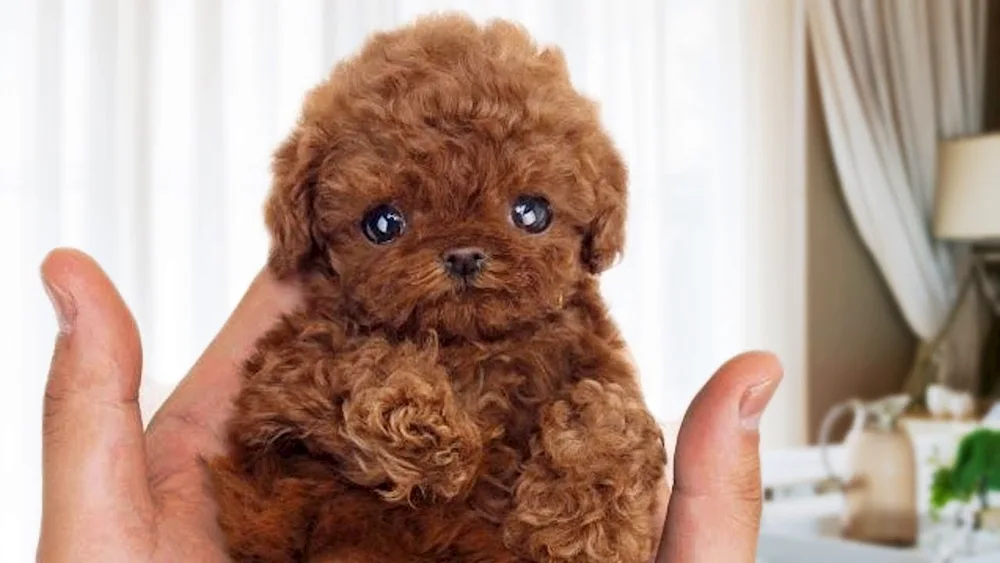 Toy poodle Ticap