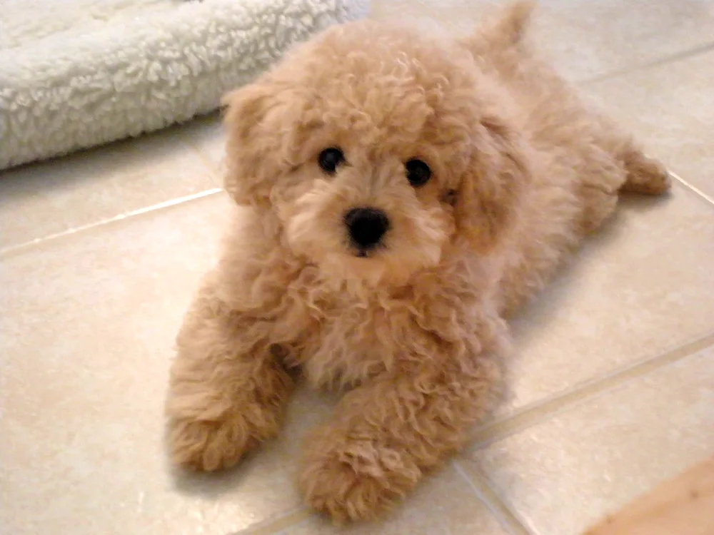 Teddy poodle Maltipoo