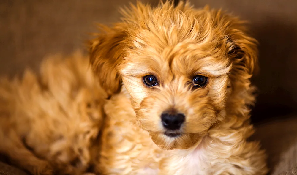 Maltipoo Terrier