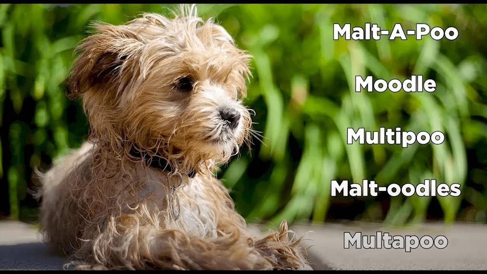 Maltipoo Terrier