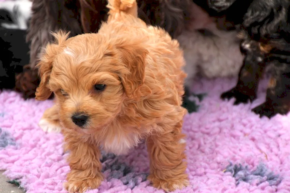 Maltipoo golden