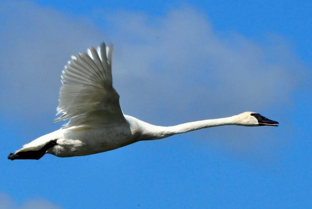 Swan birds