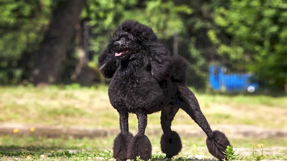 Cocker spaniel black