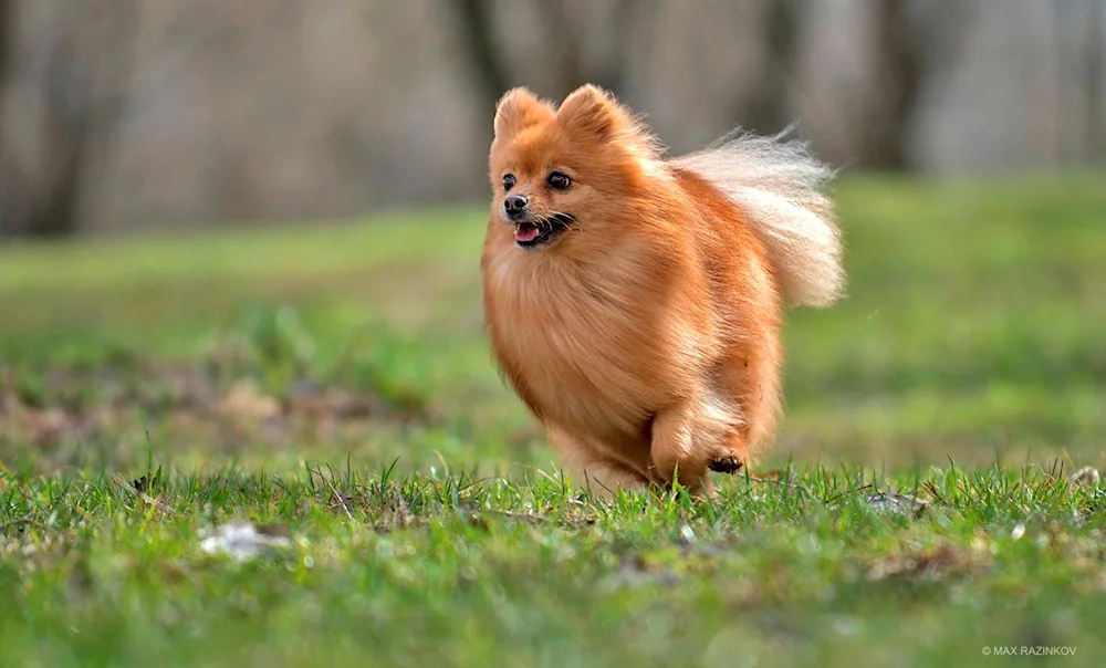 Small Pomeranian Spitz