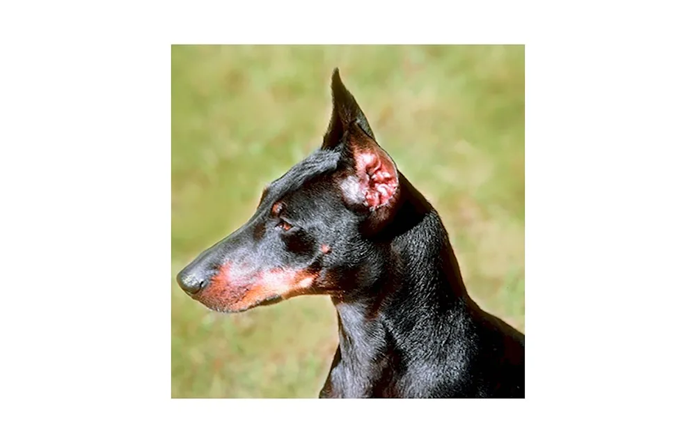 King Doberman dog