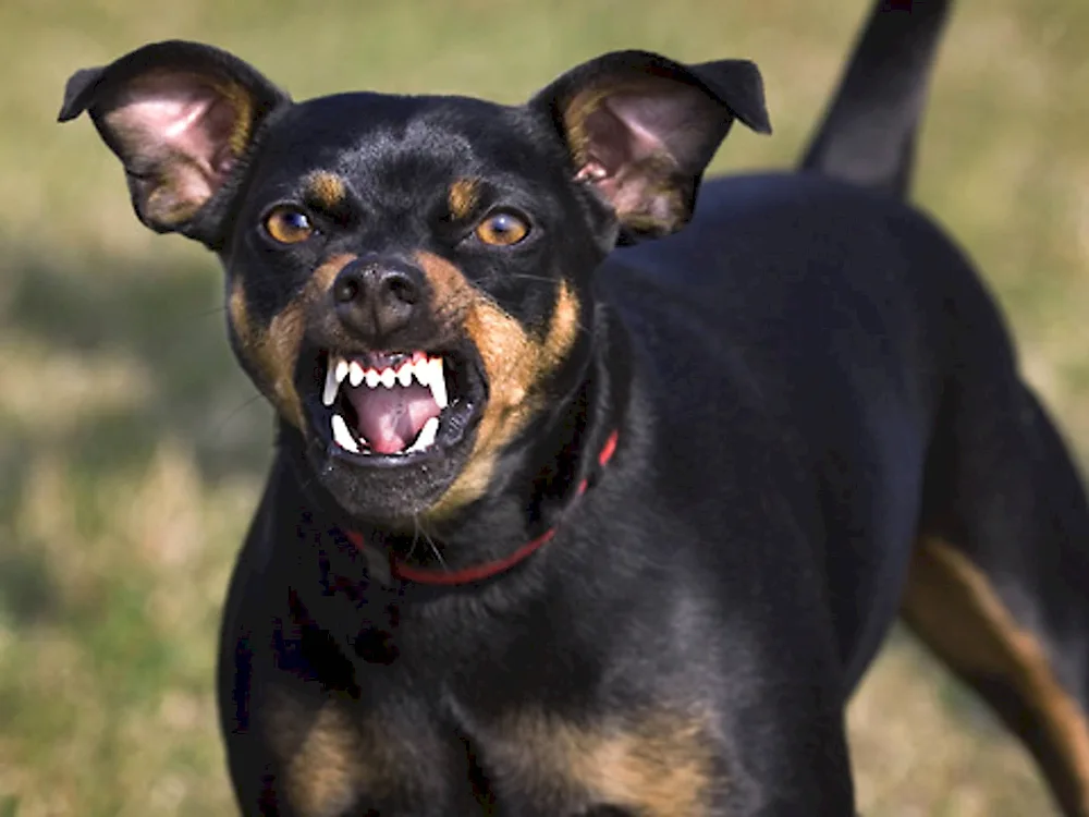 Manchester terrier