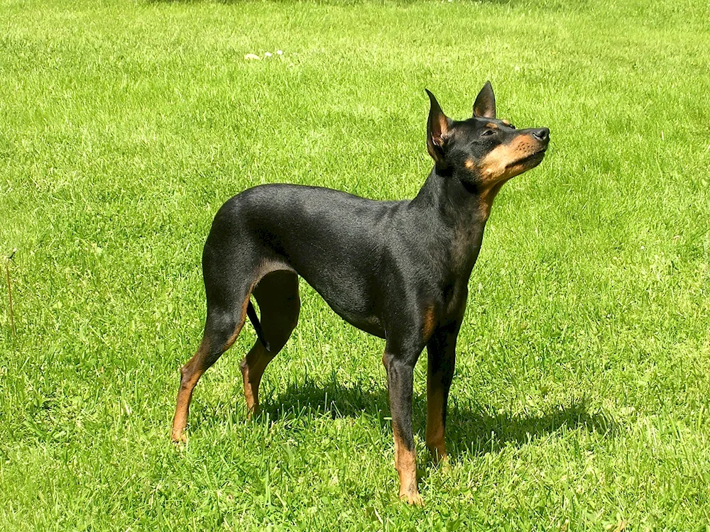 Manchester terrier