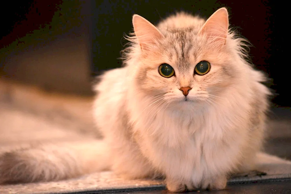 Munchkin longhair cat