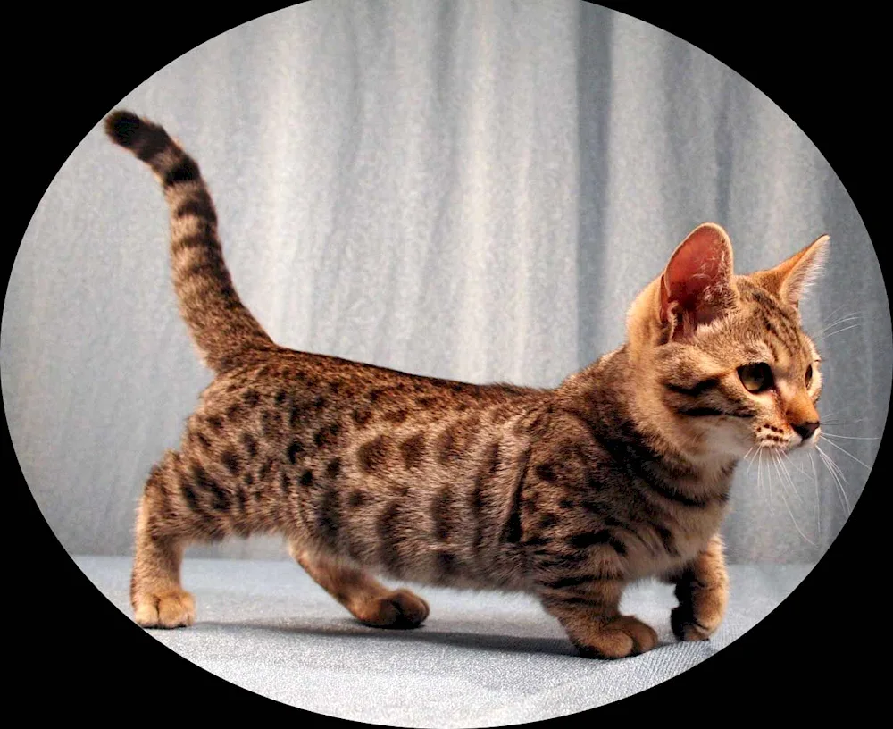 Munchkin cat