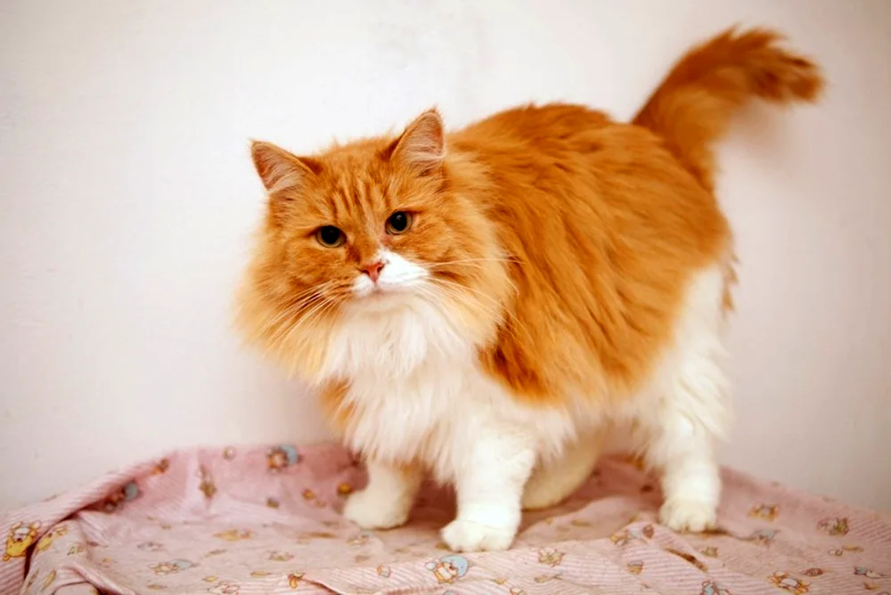 Munchkin cat red