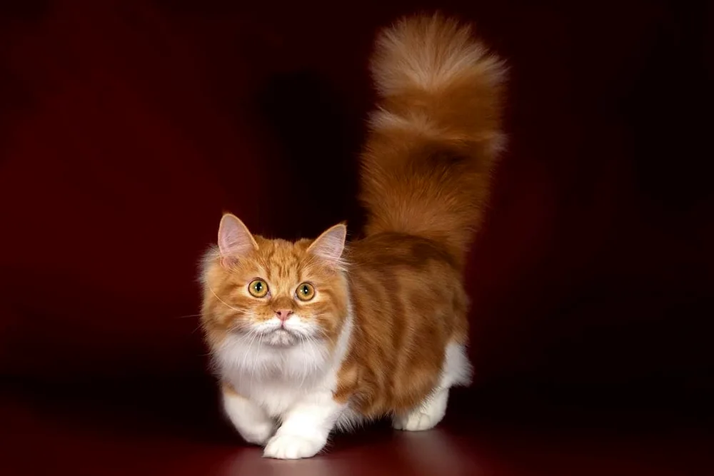 Munchkin cat