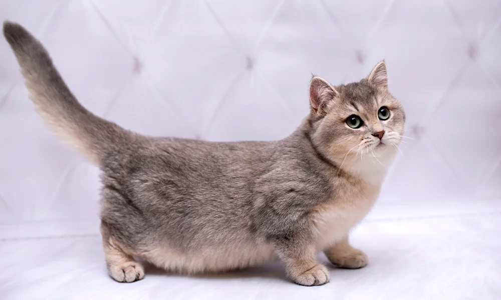 Munchkin cat