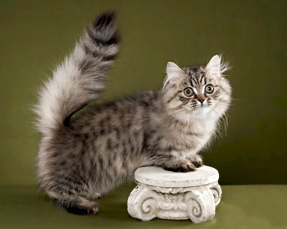 British Golden Chinchilla Munchkin cat