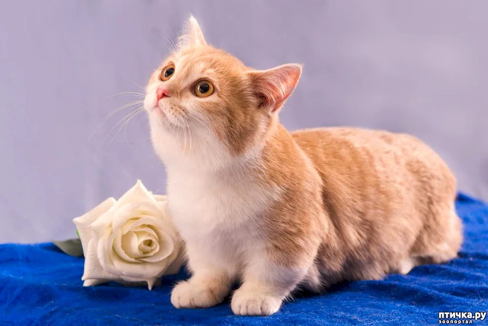 Munchkin cat breed