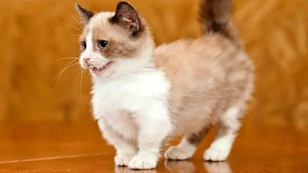 Munchkin cat